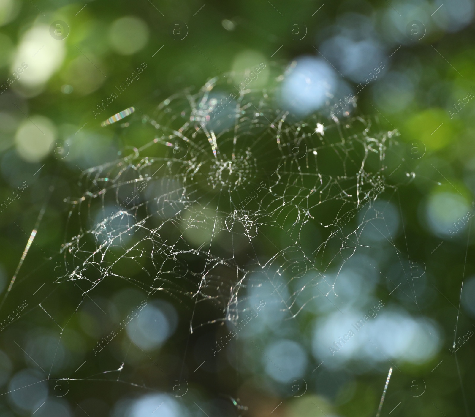 Beautiful cobweb on blurred background, low angle view Photo of Beautiful cobweb on blurred background, low angle view
