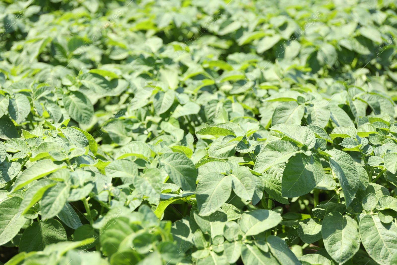 Beautiful potato plant growing outdoors on sunny day, closeup Photo of Beautiful potato plant growing outdoors on sunny day, closeup