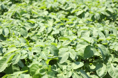Photo of Beautiful potato plant growing outdoors on sunny day, closeup