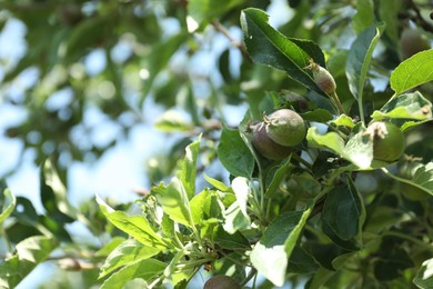 Photo of Tree with green leaves and ripening apples outdoors, closeup. Space for text