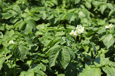 Photo of Beautiful potato plant with flowers growing outdoors, closeup