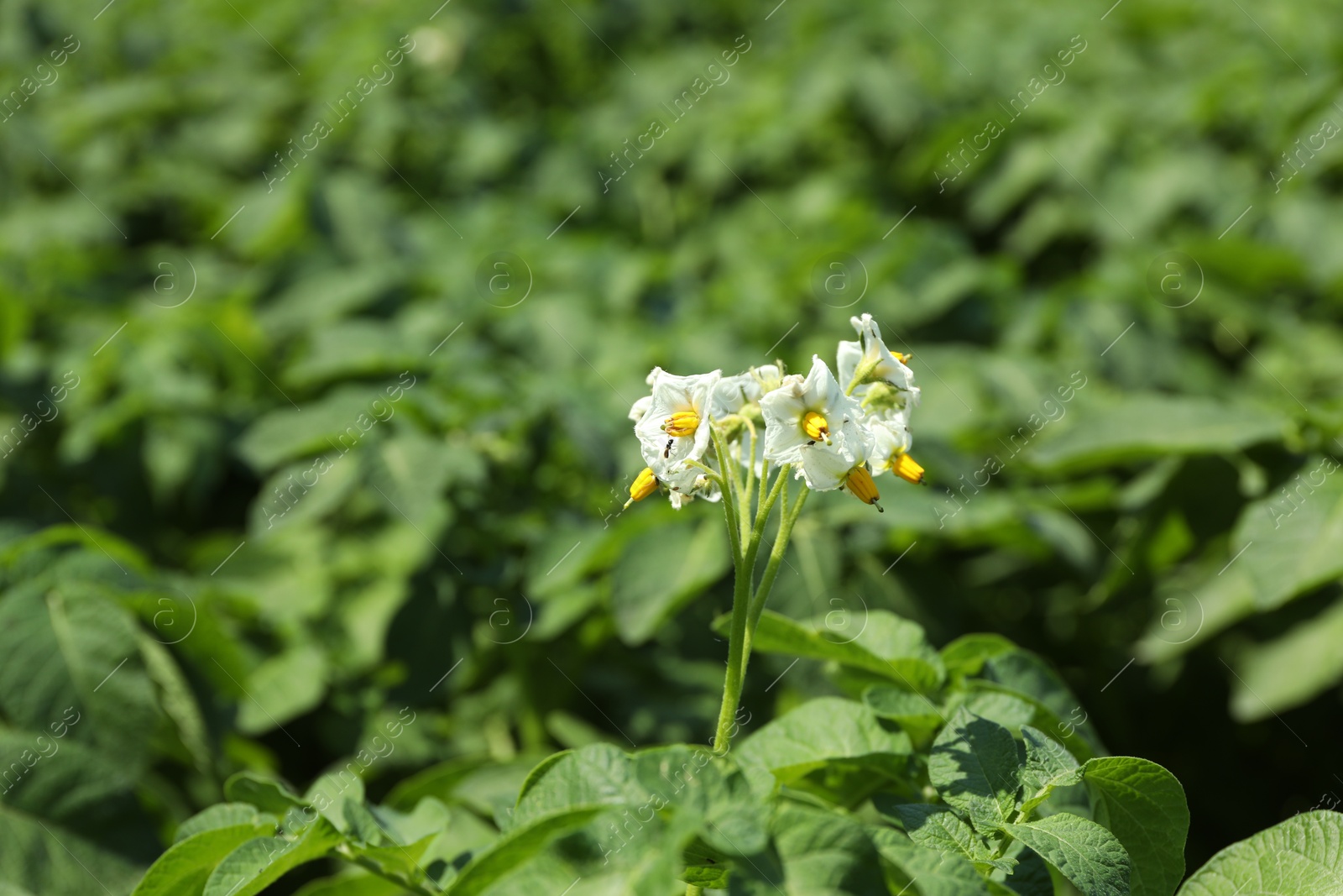 Beautiful potato plant with flowers growing outdoors, closeup. Space for text Photo of Beautiful potato plant with flowers growing outdoors, closeup. Space for text