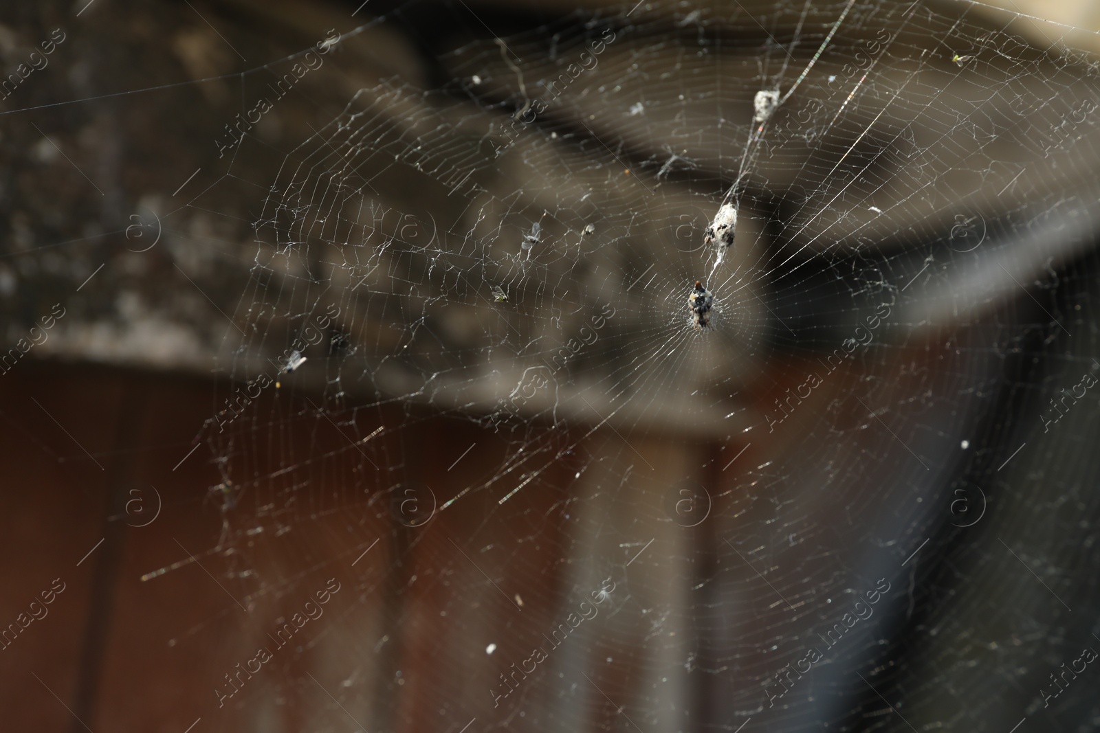 Spider spinning its cobweb outdoors, closeup view Photo of Spider spinning its cobweb outdoors, closeup view