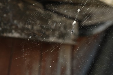 Photo of Spider spinning its cobweb outdoors, closeup view