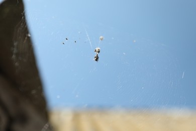 Photo of Spider spinning its cobweb under blue sky, low angle view