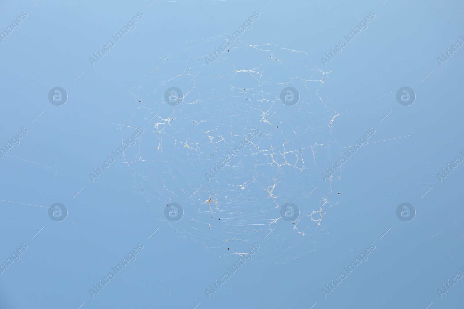 Beautiful cobweb under blue sky, low angle view Photo of Beautiful cobweb under blue sky, low angle view