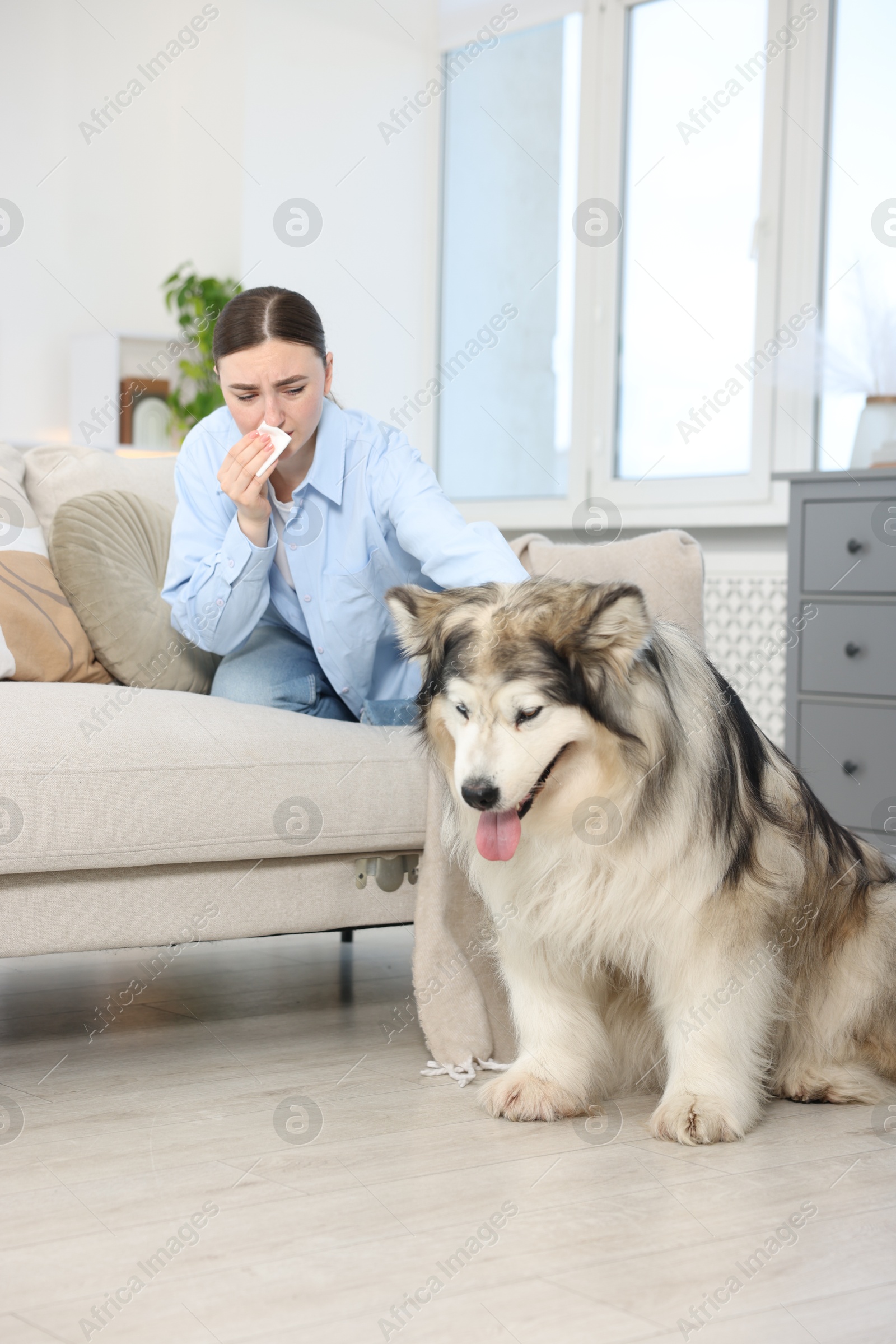 Woman suffering from allergy with her dog at home Photo of Woman suffering from allergy with her dog at home