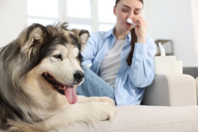 Photo of Woman suffering from allergy with her dog at home, selective focus