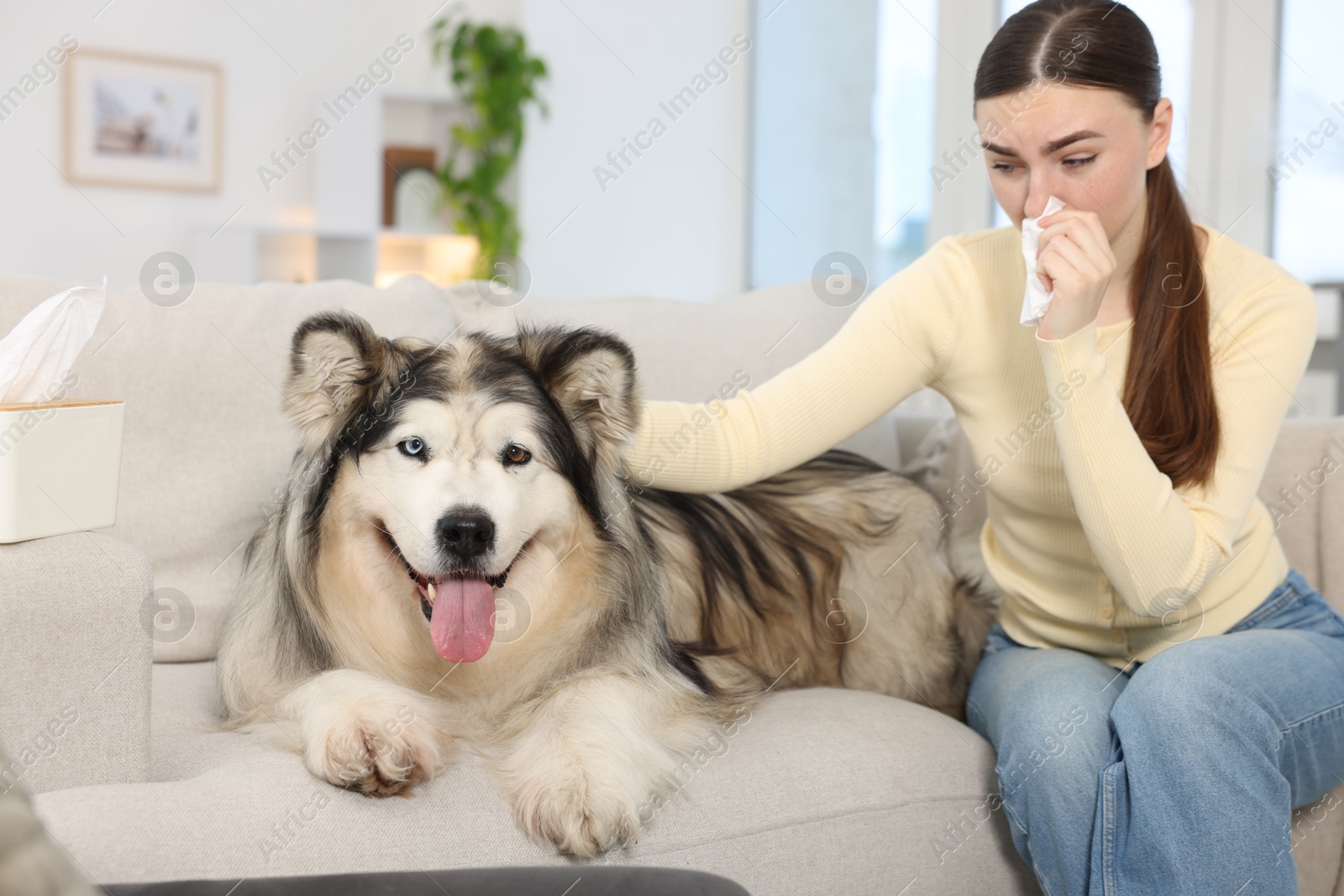 Woman suffering from allergy with her dog at home Photo of Woman suffering from allergy with her dog at home