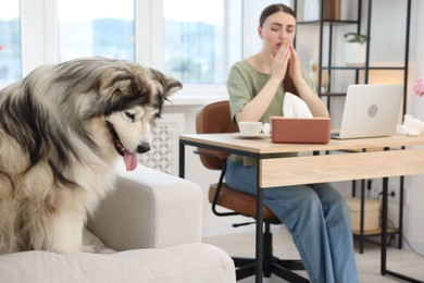 Photo of Woman suffering from allergy while working and her dog at home, selective focus