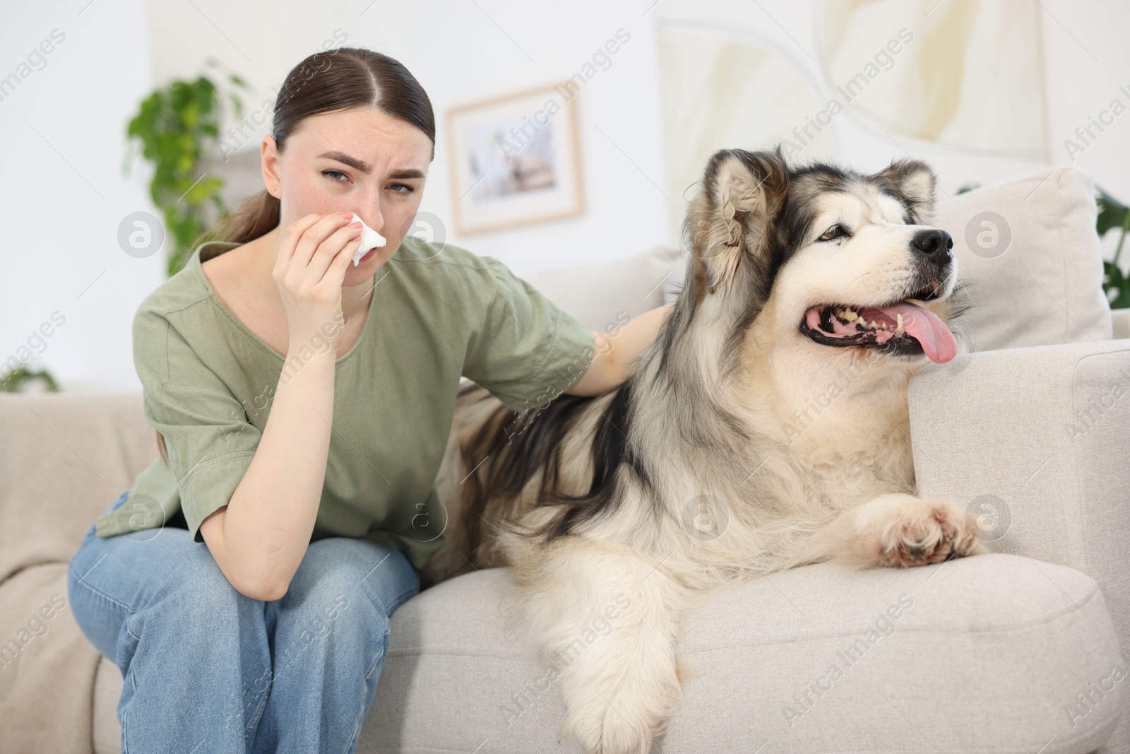 Woman suffering from allergy with her dog at home Photo of Woman suffering from allergy with her dog at home