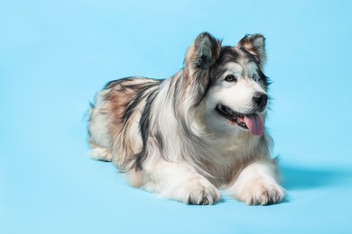 Photo of Cute Alaskan malamute dog on light blue background