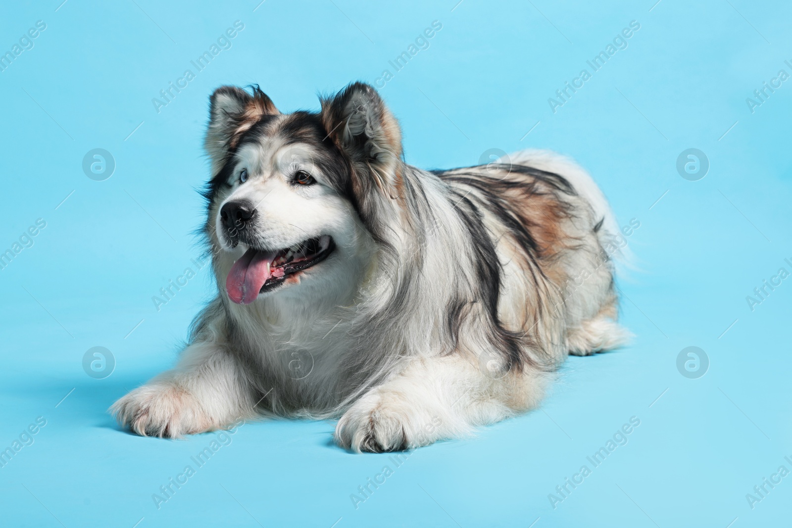 Photo of Cute Alaskan malamute dog on light blue background