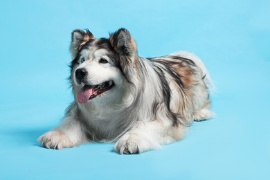 Photo of Cute Alaskan malamute dog on light blue background