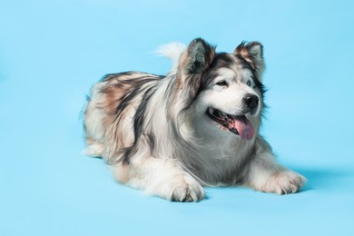Photo of Cute Alaskan malamute dog on light blue background