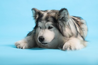 Photo of Cute Alaskan malamute dog on light blue background