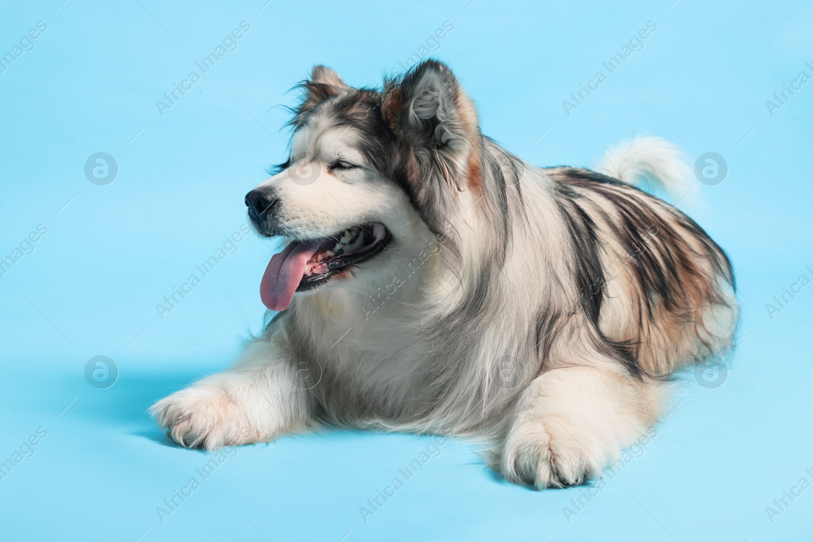 Cute Alaskan malamute dog on light blue background Photo of Cute Alaskan malamute dog on light blue background