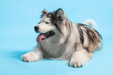 Photo of Cute Alaskan malamute dog on light blue background