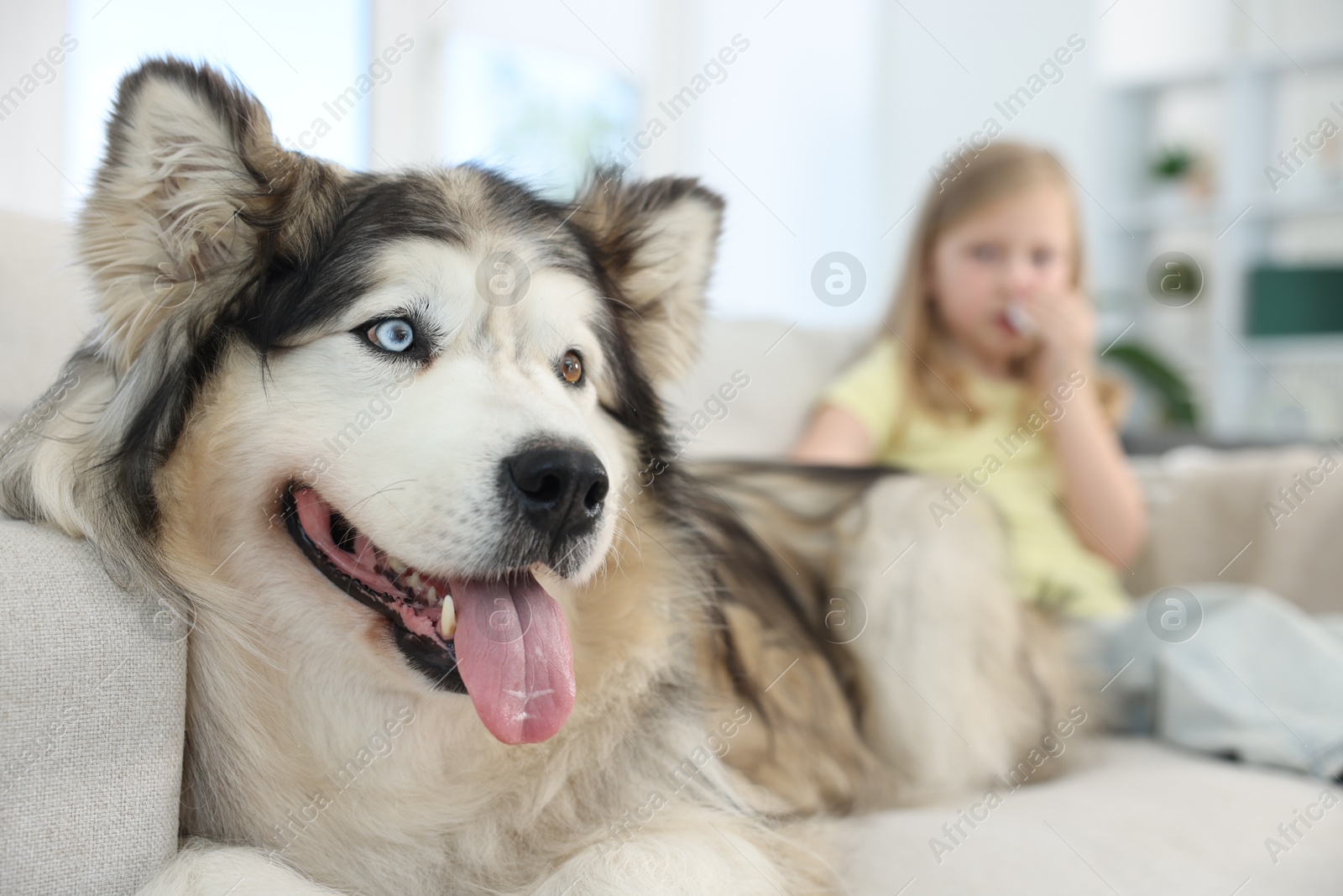 Girl suffering from allergy with her dog at home, selective focus Photo of Girl suffering from allergy with her dog at home, selective focus