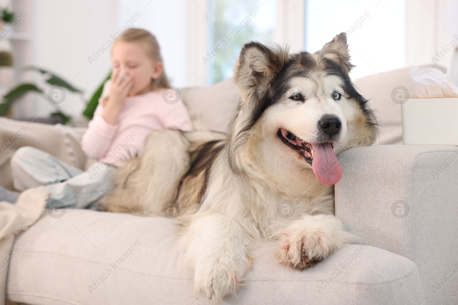 Girl suffering from allergy with her dog at home, selective focus Photo of Girl suffering from allergy with her dog at home, selective focus
