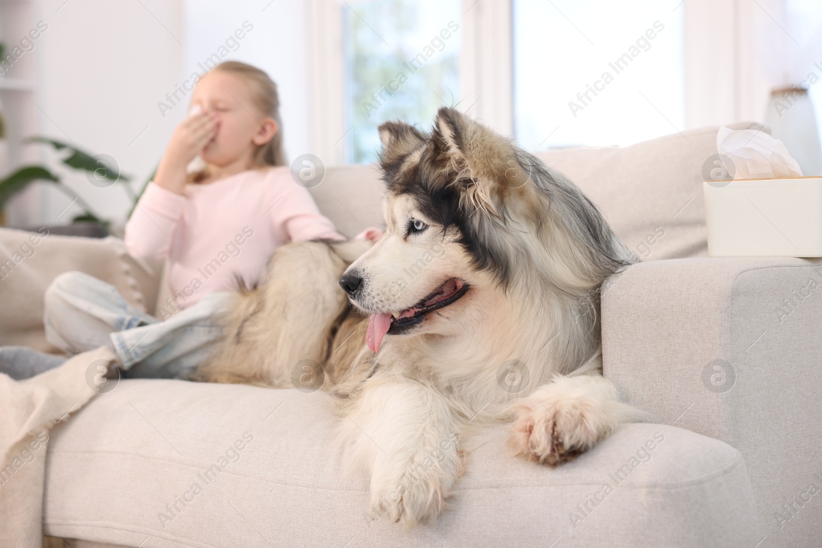 Girl suffering from allergy with her dog at home, selective focus Photo of Girl suffering from allergy with her dog at home, selective focus