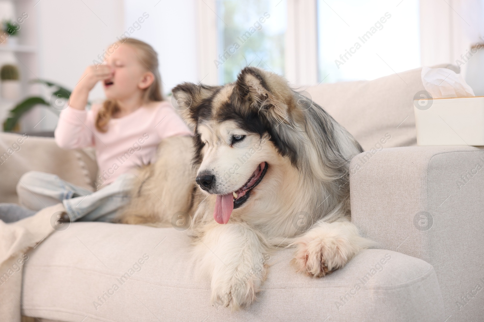 Girl suffering from allergy with her dog at home, selective focus Photo of Girl suffering from allergy with her dog at home, selective focus