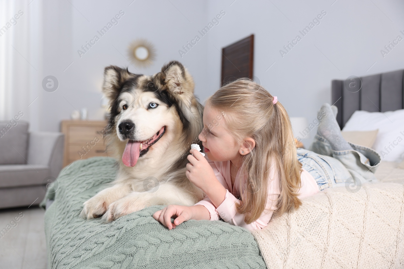 Girl suffering from allergy with her dog on bed at home Photo of Girl suffering from allergy with her dog on bed at home