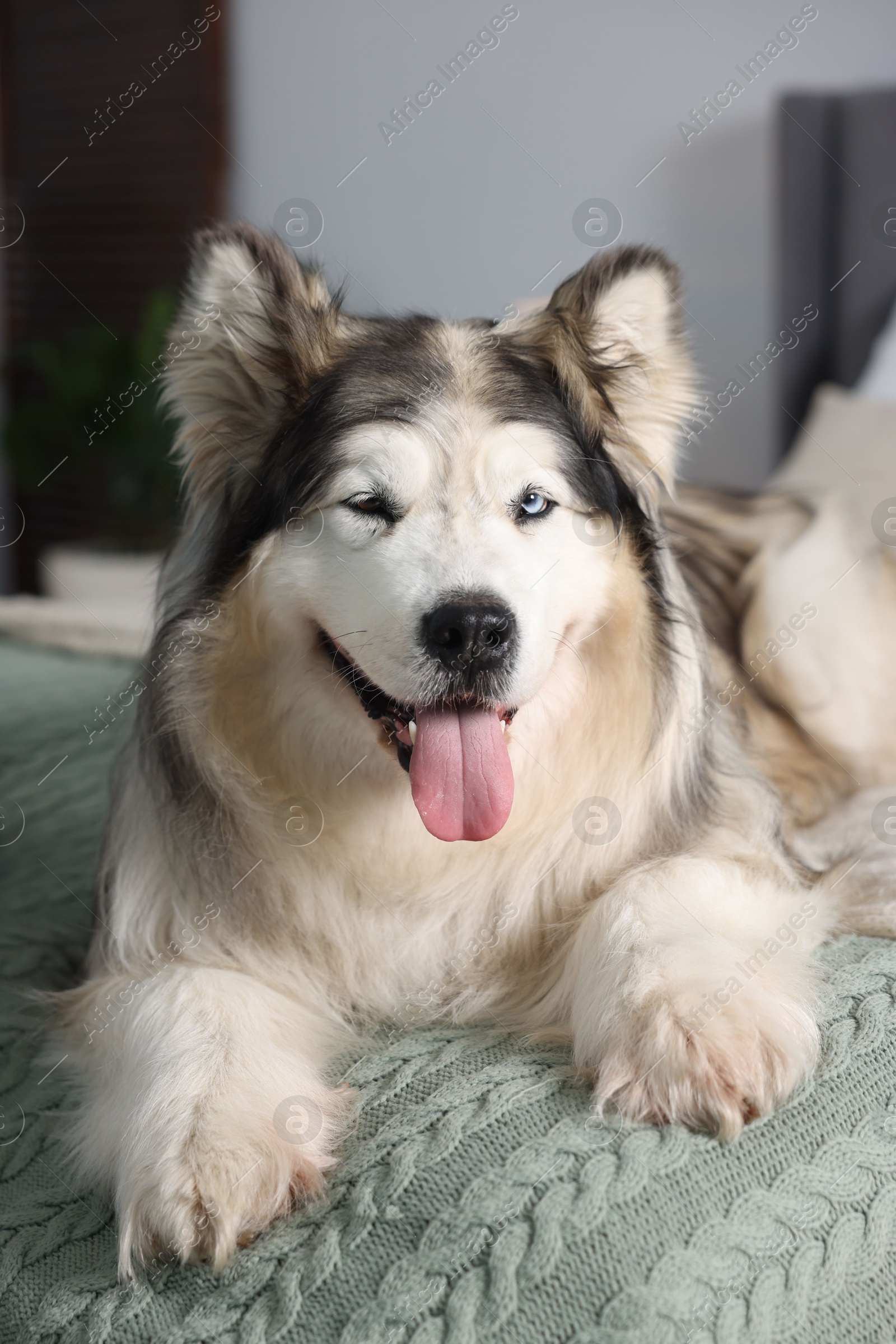 Photo of Cute Alaskan malamute dog on bed at home
