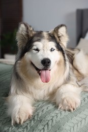 Photo of Cute Alaskan malamute dog on bed at home