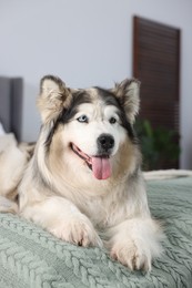 Photo of Cute Alaskan malamute dog on bed at home