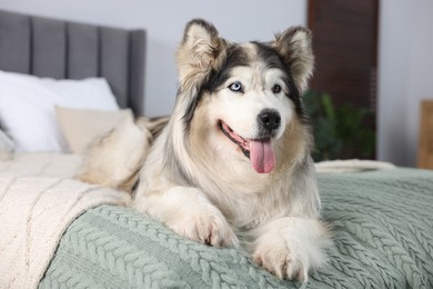 Photo of Cute Alaskan malamute dog on bed at home