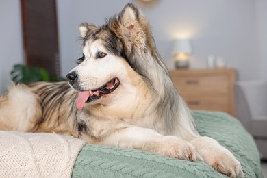 Photo of Cute Alaskan malamute dog on bed at home