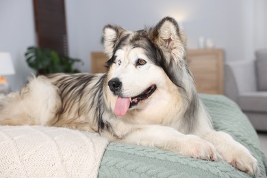 Photo of Cute Alaskan malamute dog on bed at home