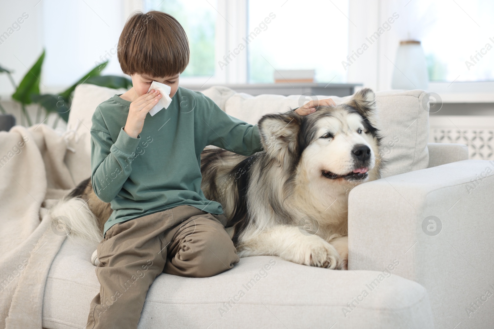 Boy suffering from allergy with her dog on sofa at home Photo of Boy suffering from allergy with her dog on sofa at home