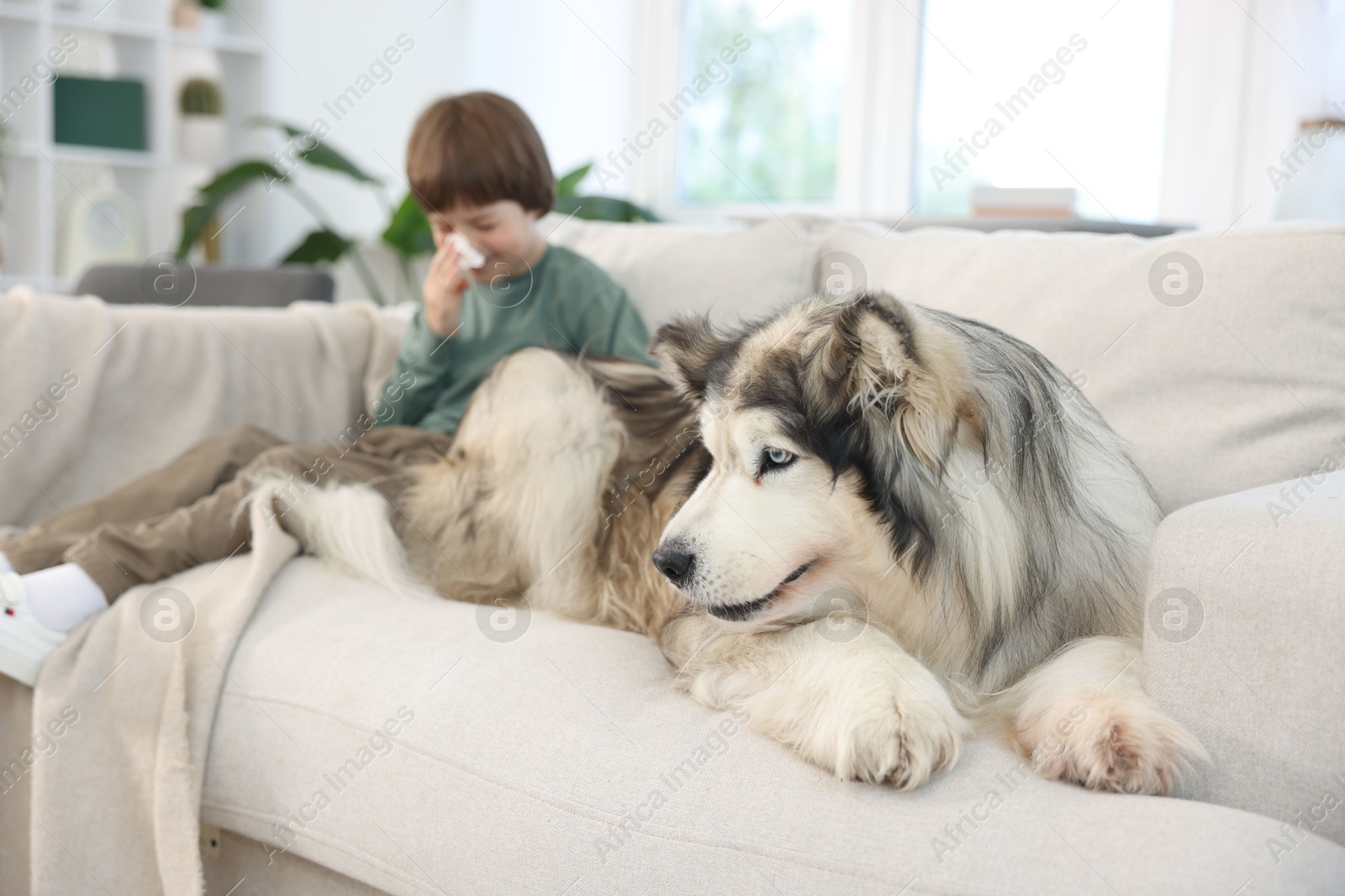 Boy suffering from allergy with her dog on sofa at home, selective focus Photo of Boy suffering from allergy with her dog on sofa at home, selective focus