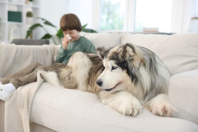 Photo of Boy suffering from allergy with her dog on sofa at home, selective focus