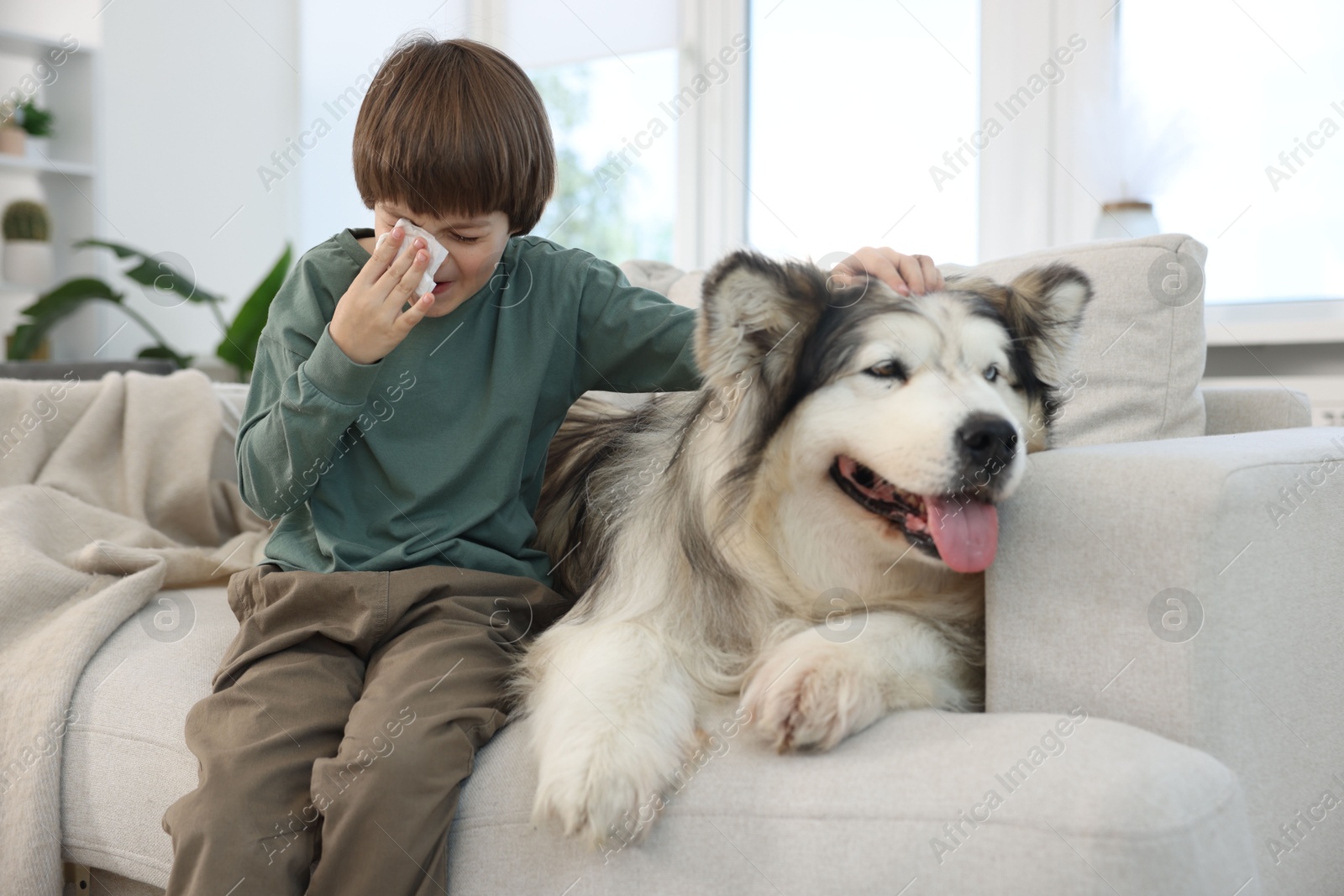 Boy suffering from allergy with her dog on sofa at home Photo of Boy suffering from allergy with her dog on sofa at home