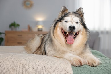Photo of Funny Alaskan malamute dog on bed at home