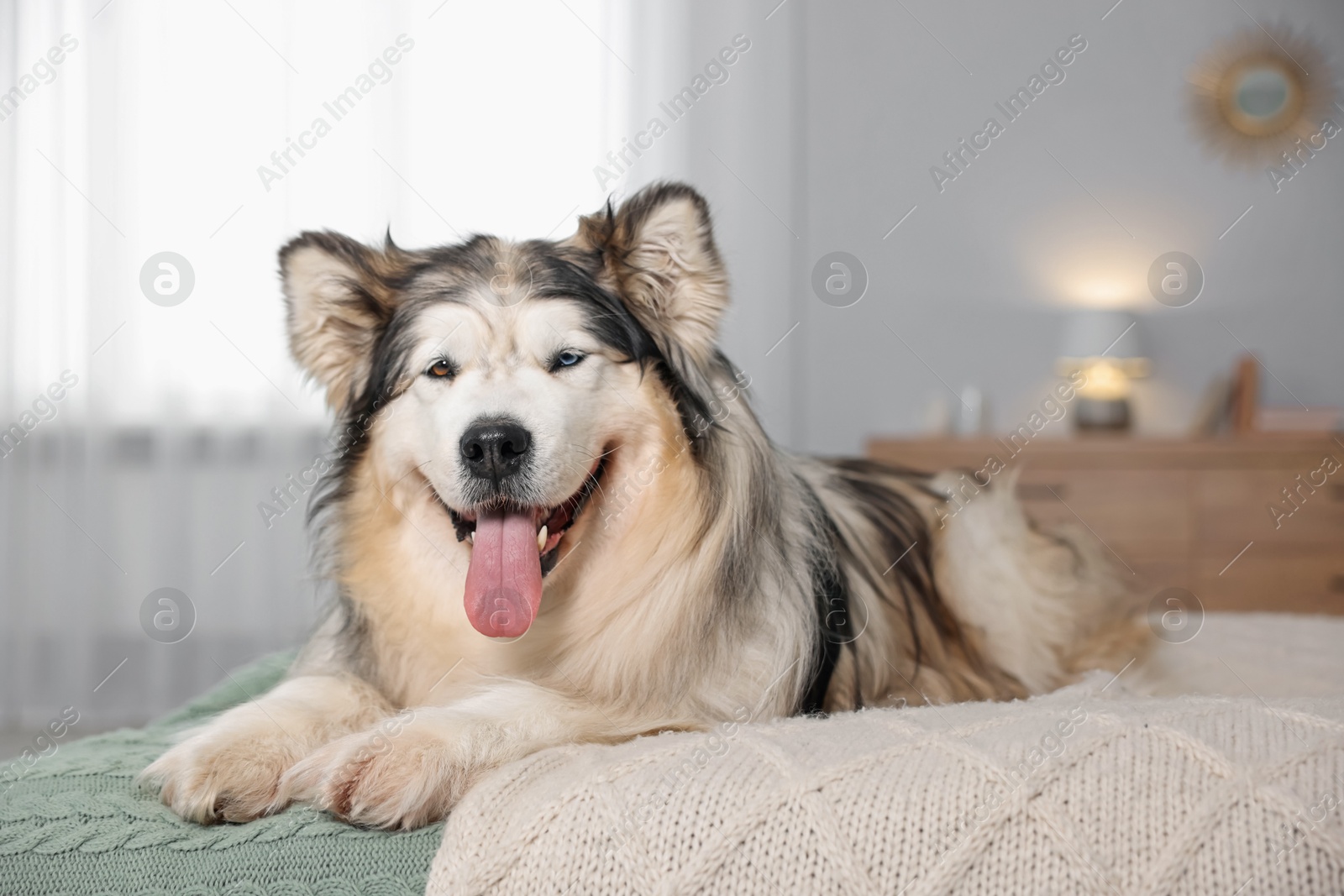 Cute Alaskan malamute dog on bed at home Photo of Cute Alaskan malamute dog on bed at home