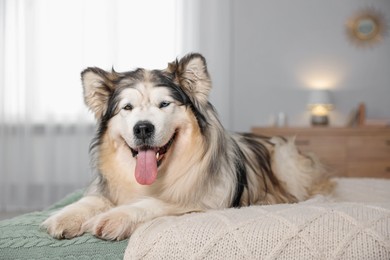 Photo of Cute Alaskan malamute dog on bed at home