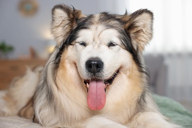 Photo of Cute Alaskan malamute dog on bed at home