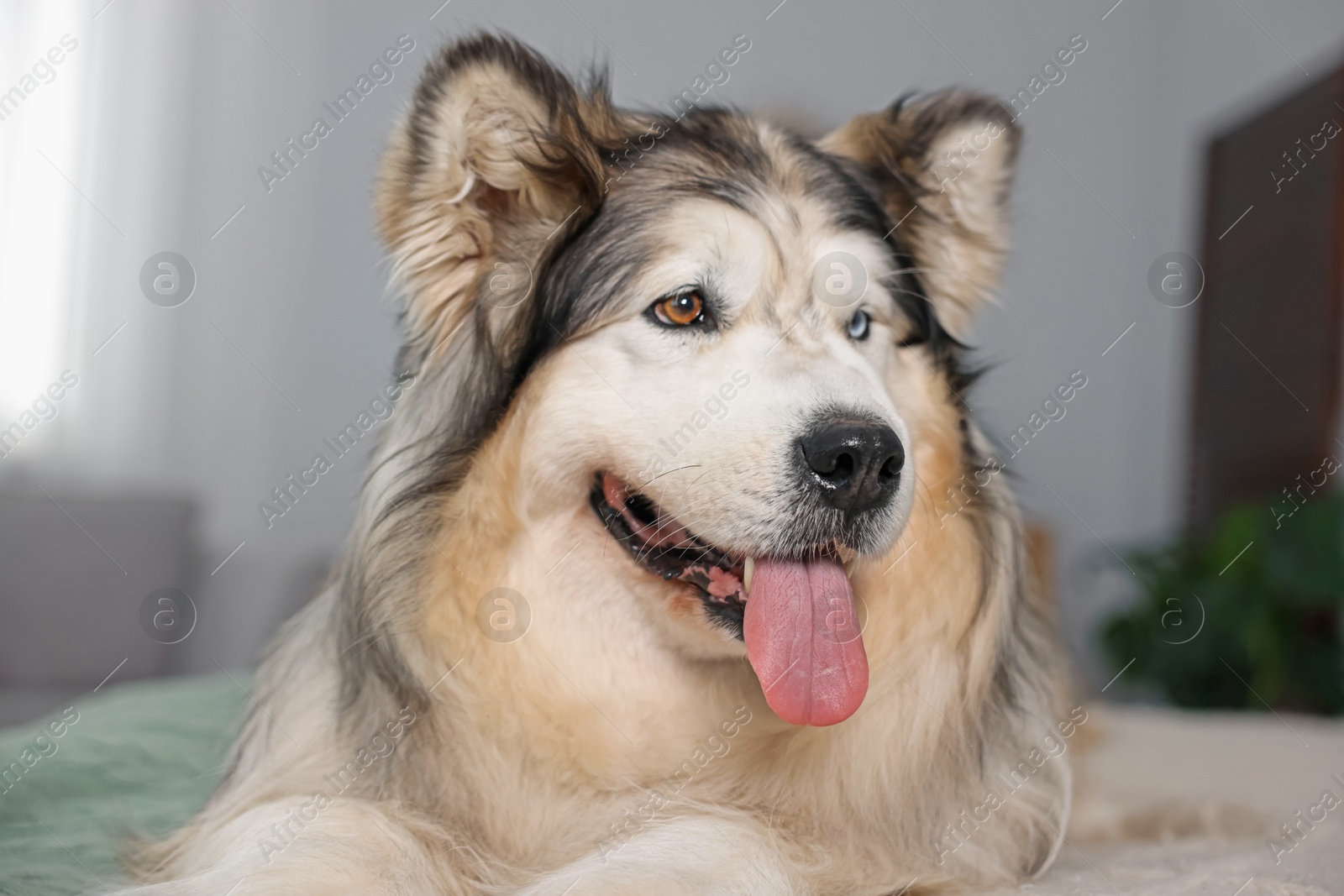 Cute Alaskan malamute dog on bed at home Photo of Cute Alaskan malamute dog on bed at home