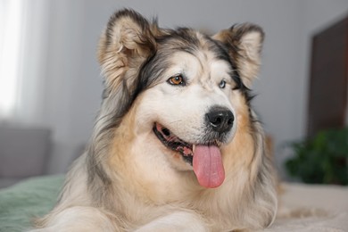 Photo of Cute Alaskan malamute dog on bed at home