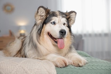 Photo of Cute Alaskan malamute dog on bed at home