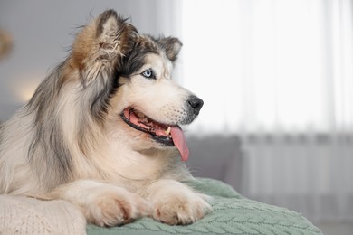 Photo of Cute Alaskan malamute dog on bed at home. Space for text
