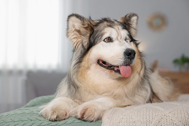 Photo of Cute Alaskan malamute dog on bed at home
