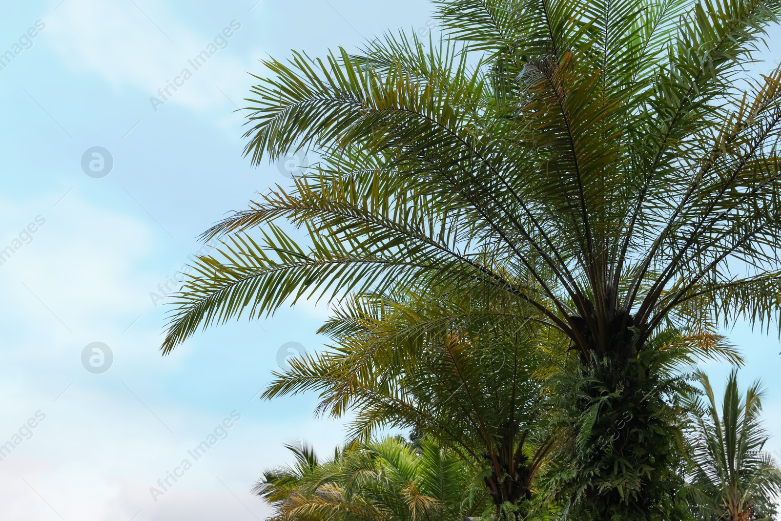 Palm trees with green leaves growing against clear sky Photo of Palm trees with green leaves growing against clear sky