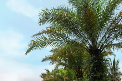 Photo of Palm trees with green leaves growing against clear sky