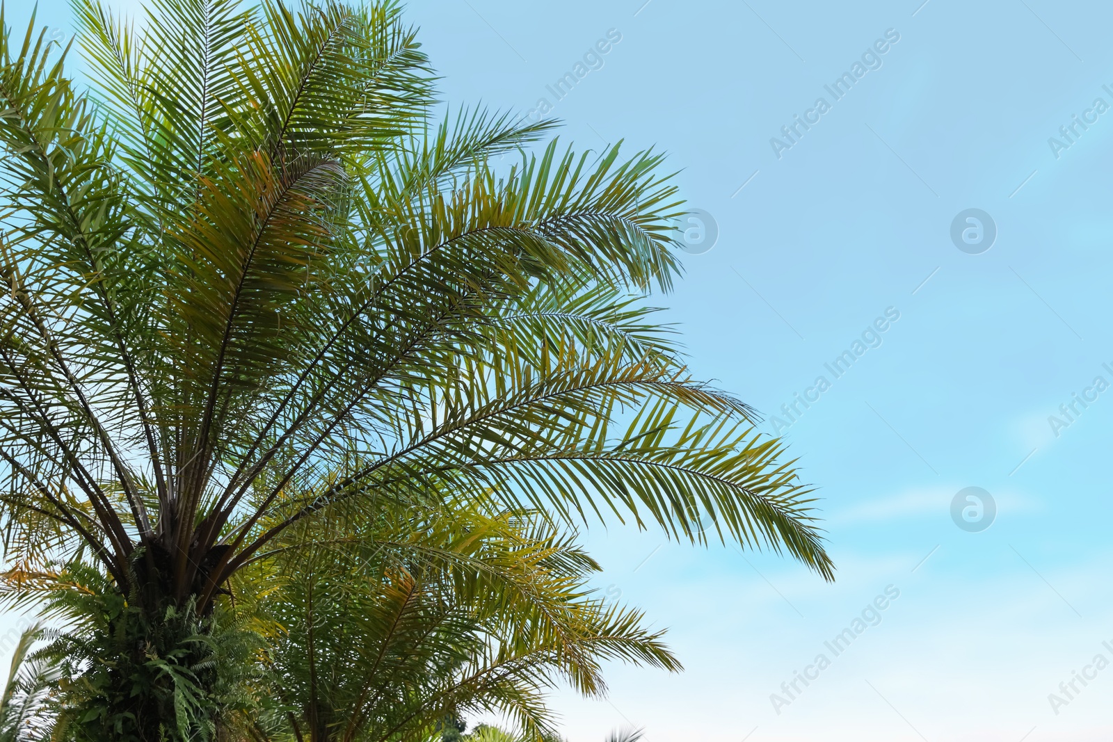 Palm trees with green leaves growing against clear sky Photo of Palm trees with green leaves growing against clear sky