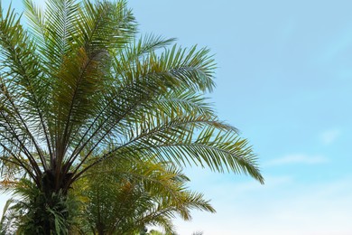 Photo of Palm trees with green leaves growing against clear sky
